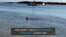 Cheeky kangaroo spotted going for a swim in Queensland