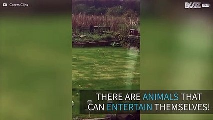 Energetic stoat caught doing flips in the grass