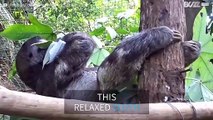 Sloth hangs by its feet to eat