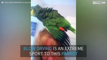 This parrot loves his owner's blow dryer!