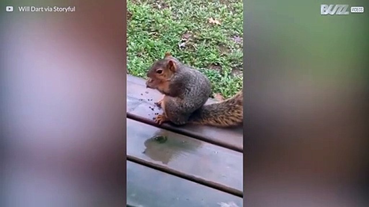 Squirrel hates when it is called fat!