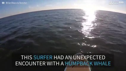 Unexpected encounter with a humpback whale in New Jersey