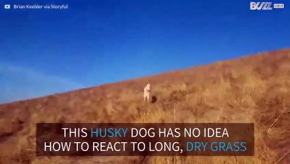 Husky dog reacts to dry grass in an amusing way