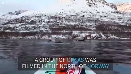 Paddleboarder gets up close with a group of orcas in Norway!