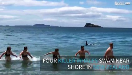Beach-goers forced to run from four killer whales