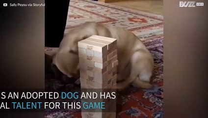 Dog is a talented Jenga player