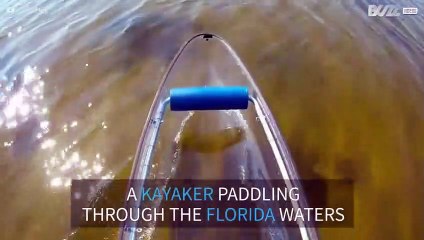 Friendly dolphin greets kayaker in Florida