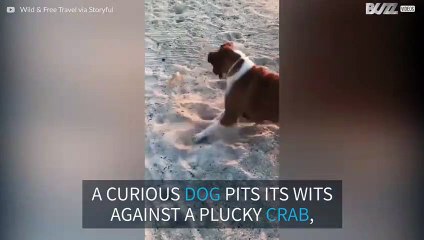 A comic encounter on a Mexican beach between a curious dog and a quick-thinking crab
