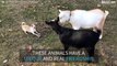 An unlikely friendship between two goats and a chihuahua