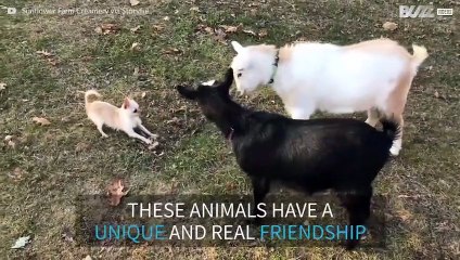 An unlikely friendship between two goats and a chihuahua