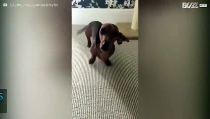 This overjoyed dog dances when she's happy