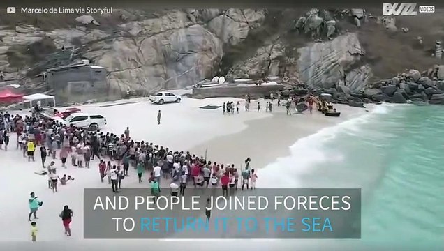 Stranded whale is rescued in Brazilian beach