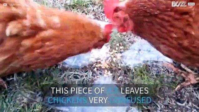 Ice puzzles chickens
