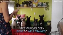 The six most well trained dogs in the world!