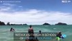 School of dolphins visit swimmers on New Zealand beach