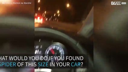 Giant spider invades car and scares woman