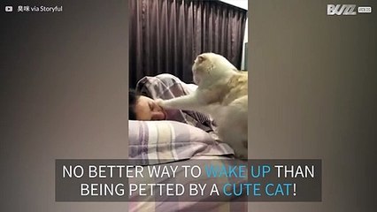 Hungry cats are a cute wake-up call!