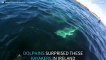 Dolphins swimming alongside kayaks in Ireland