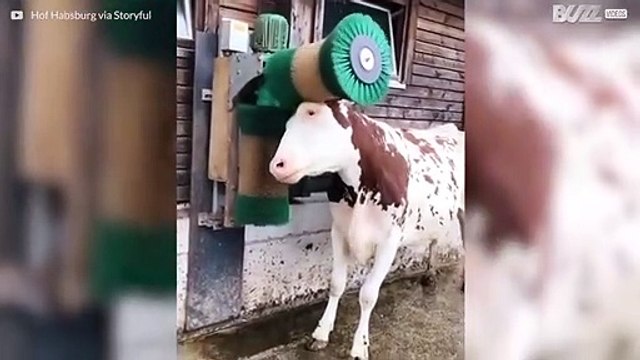 Cow loves getting brushed