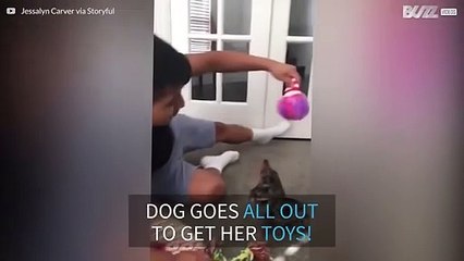 This puppy got over-excited playing with her Christmas presents!