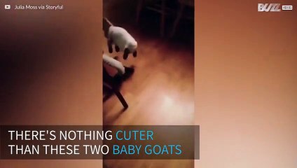 Baby goats are the cutest little friends