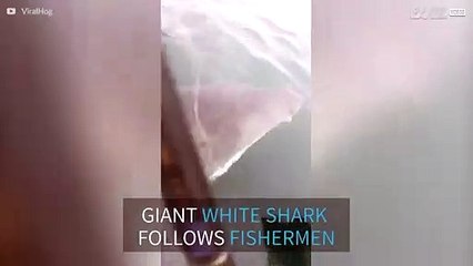 Giant white shark scares fishermen in Australia
