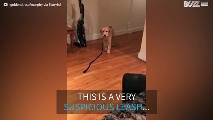 Golden Retriever doesn't like being followed by his leash