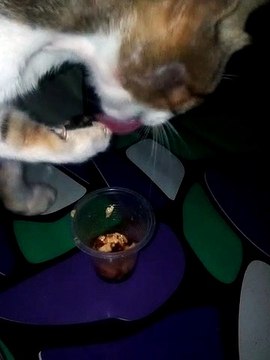 My Cutie Cat! Eating Some FILIPINO TAHO (soya milk)