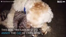 Dog tries to annoy the most apathetic cat in America