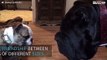 Bulldog puppy and huge Neapolitan mastiff are best friends