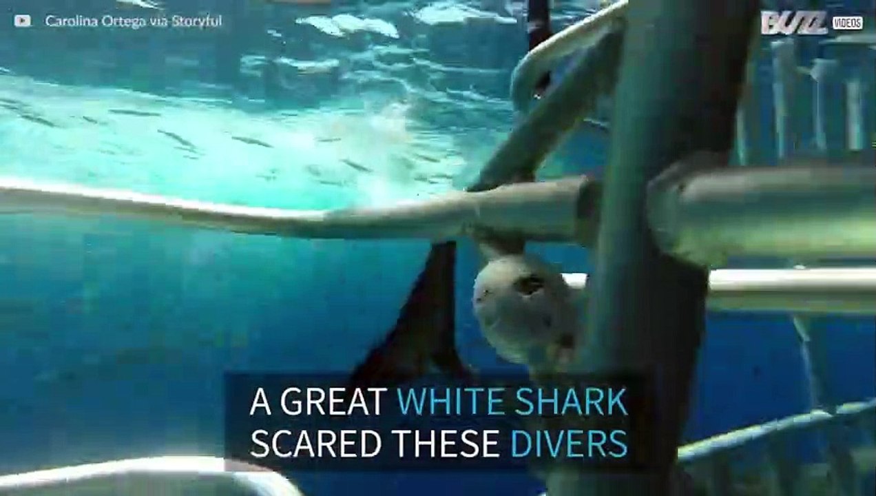 Shark violently charges divers' cage