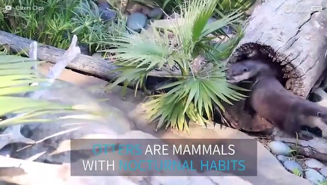 A whole otter love