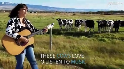 Woman leads a herd of cows with her singing