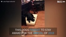 Dozens of dogs try to stay awake for NYE