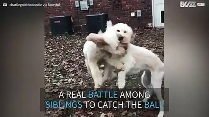 Dogs crash into each other midair while playing catch