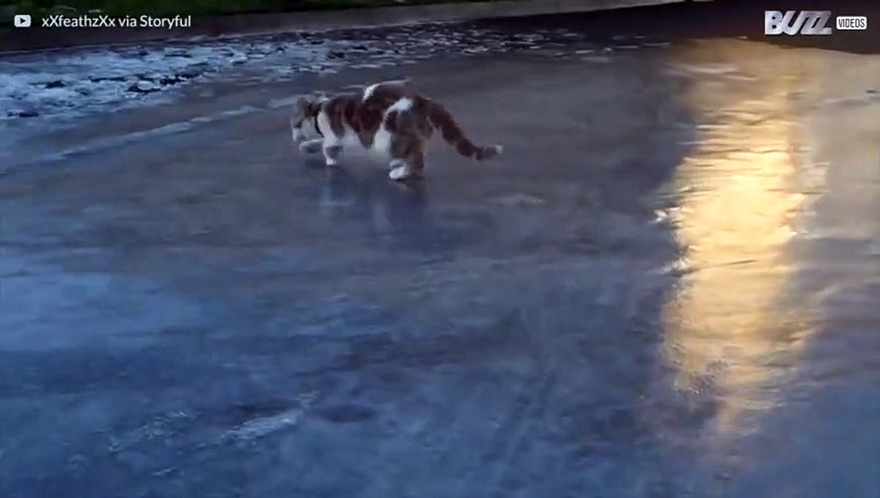 Paranoid cat gets very confused by ice