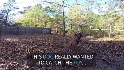 This dog failed spectacularly trying to catch a ball!