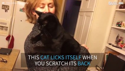 Cat has funny reaction to back scratches