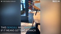 Seagull steals snack from a shop in Scotland