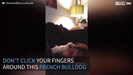 This French Bulldog goes nuts when you click your fingers