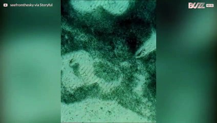 Chase between shark and fish creates stunning underwater pattern