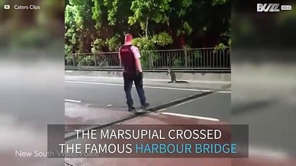 Wallaby stops traffic on Harbour Bridge in Syndey