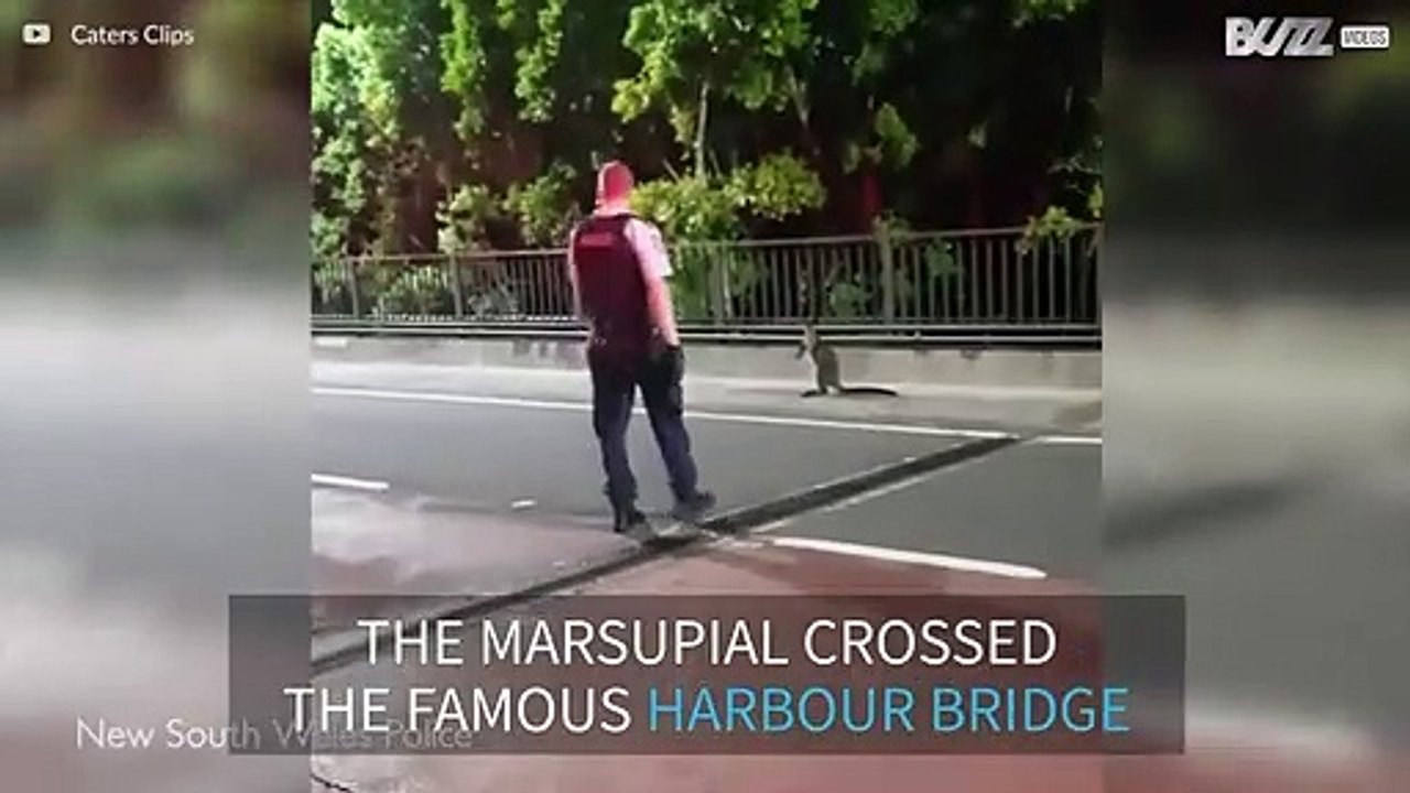 Wallaby stops traffic on Harbour Bridge in Syndey
