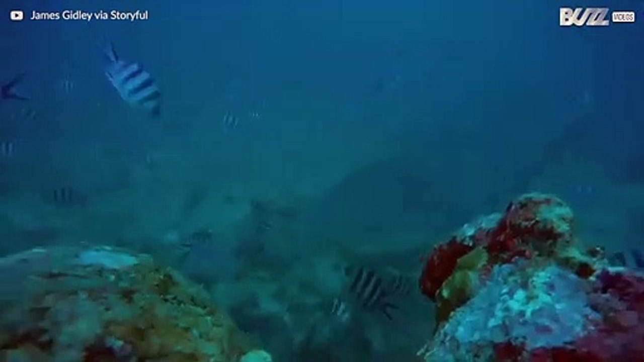 Fearless diver swims next to sharks in the Fiji