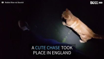 Cat follows man in England