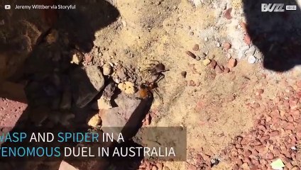 Wasp vs Spider in a venomous battle to the death in Australia