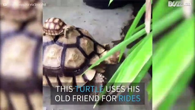 Baby turtle rides an adult turtle