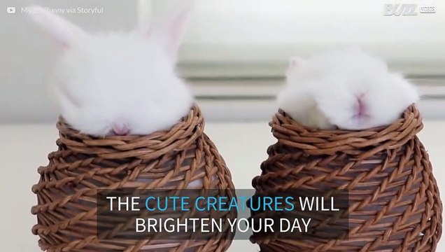 Baby bunnies meditate in tiny baskets
