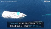 Tourists spot two giant whales in California