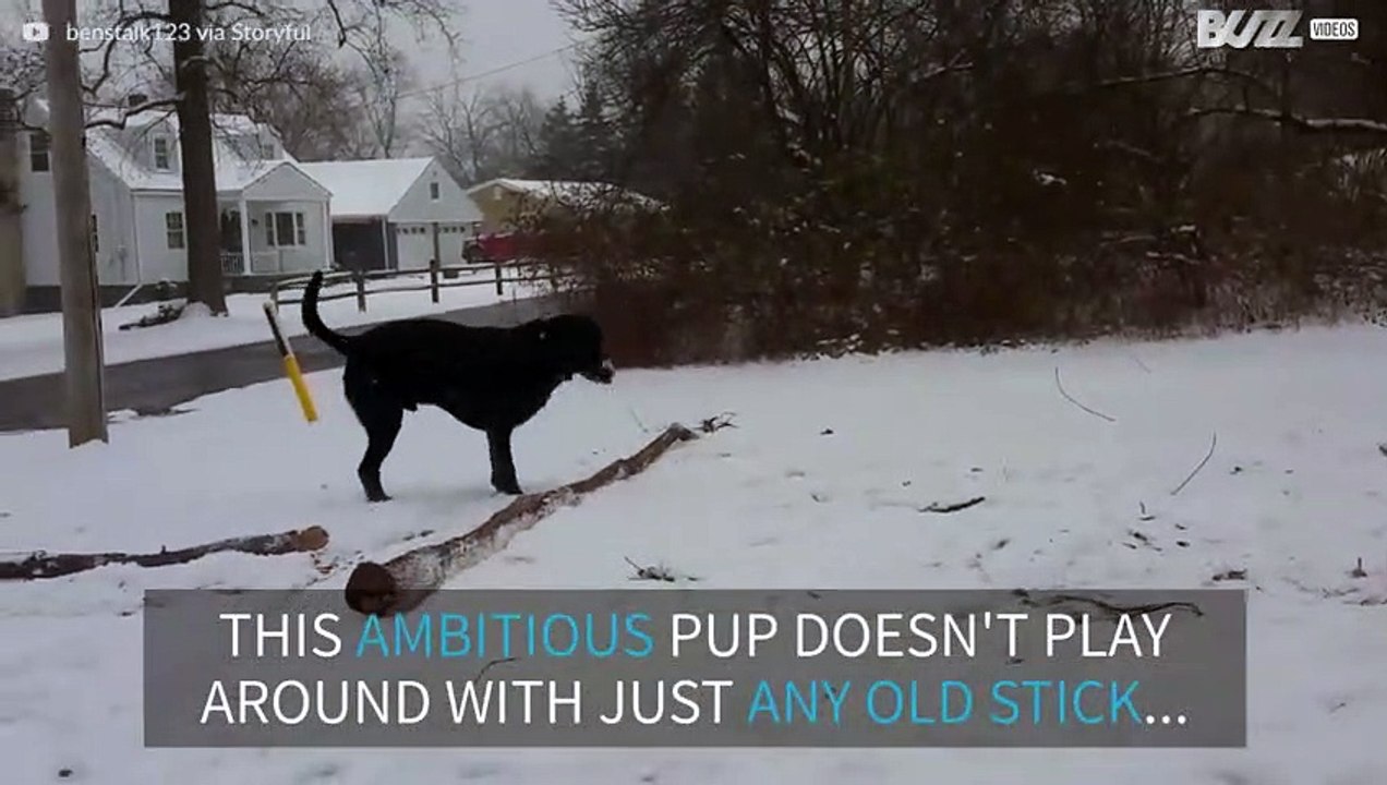 This Labrador doesn't waste time on just an average stick